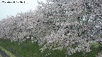 ochiai1-20250428103036.jpg