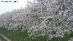 ochiai1-20250428104037.jpg
