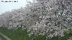 ochiai1-20250428105038.jpg