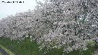 ochiai1-20250428110037.jpg