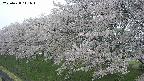 ochiai1-20250428111038.jpg