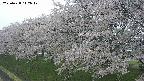 ochiai1-20250428112043.jpg