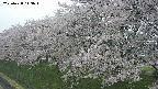 ochiai1-20250428113038.jpg