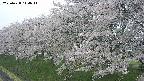 ochiai1-20250428114033.jpg