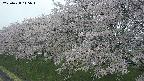 ochiai1-20250428115036.jpg