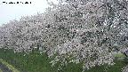 ochiai1-20250428120041.jpg