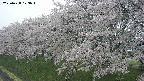 ochiai1-20250428123104.jpg