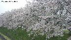 ochiai1-20250428124119.jpg