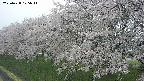 ochiai1-20250428125039.jpg