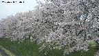 ochiai1-20250428130043.jpg