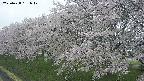 ochiai1-20250428131038.jpg