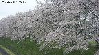 ochiai1-20250428132037.jpg