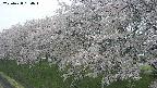 ochiai1-20250428134036.jpg