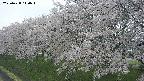 ochiai1-20250428140038.jpg