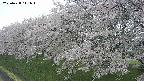 ochiai1-20250428141038.jpg