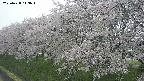 ochiai1-20250428143039.jpg