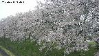ochiai1-20250428144038.jpg