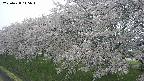 ochiai1-20250428145036.jpg