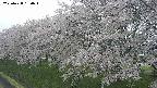 ochiai1-20250428150035.jpg