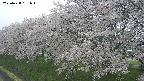 ochiai1-20250428151038.jpg