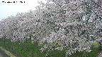 ochiai1-20250428152038.jpg