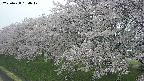 ochiai1-20250428154037.jpg