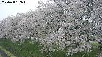 ochiai1-20250428155040.jpg