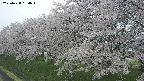 ochiai1-20250428160046.jpg