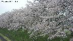 ochiai1-20250428161037.jpg
