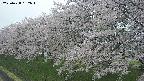 ochiai1-20250428162036.jpg