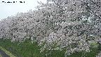 ochiai1-20250428163037.jpg