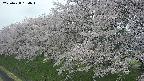 ochiai1-20250428164039.jpg