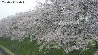ochiai1-20250428170041.jpg