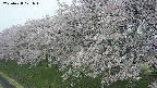 ochiai1-20250428171038.jpg