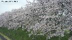 ochiai1-20250428173036.jpg