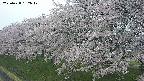 ochiai1-20250428182037.jpg
