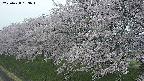 ochiai1-20250428183046.jpg