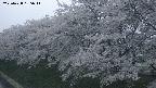 ochiai1-20250428185032.jpg