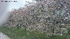 ochiai1-20250430102035.jpg