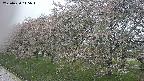 ochiai1-20250430115042.jpg