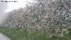 ochiai1-20250430145036.jpg