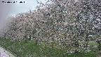 ochiai1-20250430150034.jpg