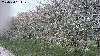 ochiai1-20250430151038.jpg