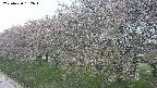 ochiai1-20250430152043.jpg
