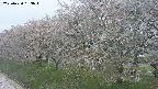 ochiai1-20250430153032.jpg