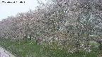 ochiai1-20250430154037.jpg