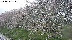 ochiai1-20250430181039.jpg