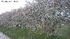 ochiai1-20250430182040.jpg