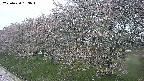 ochiai1-20250430183042.jpg