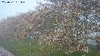 ochiai1-20250501051016.jpg